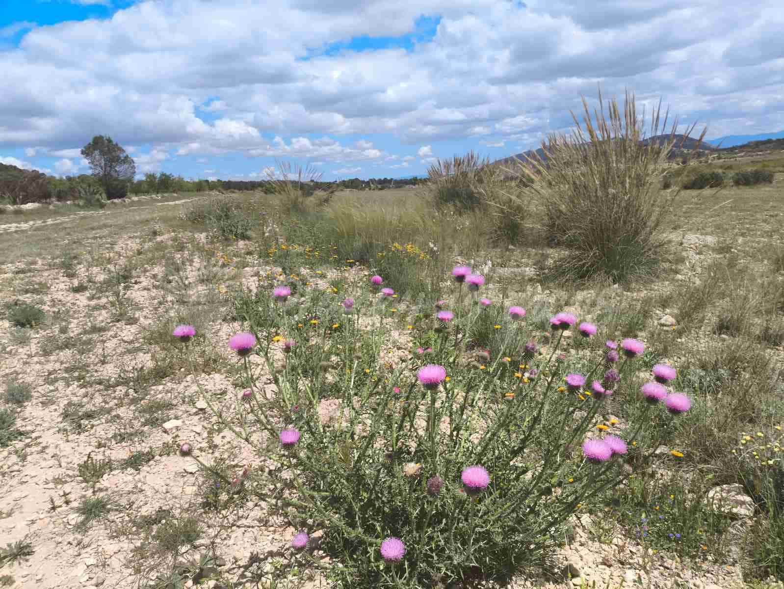 2 bedroom Finca/Country House for sale in Yecla with pool garage - € 250,000 (Ref: 8954851)