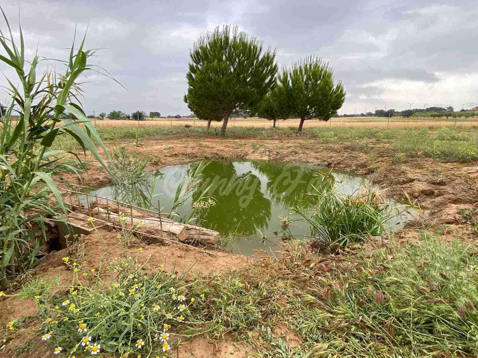 Pensión/Hostal de 5 habitaciones en Almansa en venta con garaje - 799.000 € (Ref: 9006344)