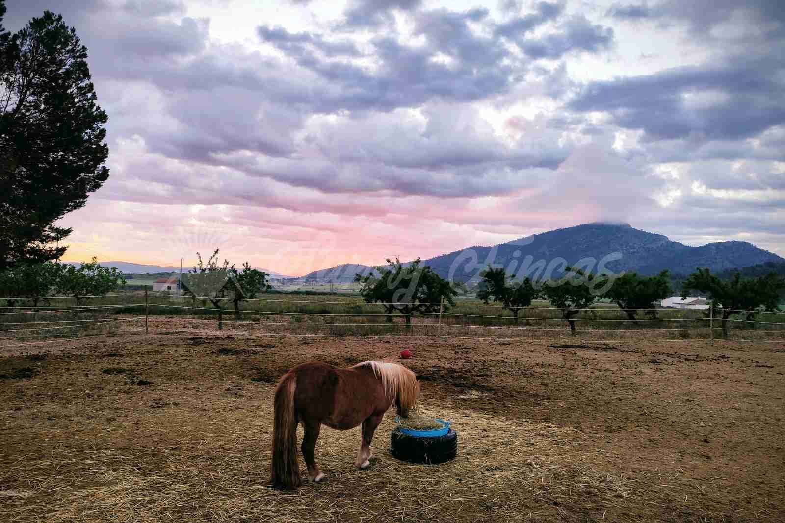 5 camera da letto Finca/Casa di Campagna in vendita in Yecla con piscina garage - 219.000 € (Rif: 9006552)