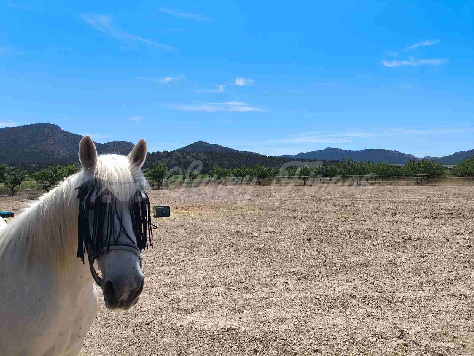 5 camera da letto Finca/Casa di Campagna in vendita in Yecla con piscina garage - 219.000 € (Rif: 9006552)