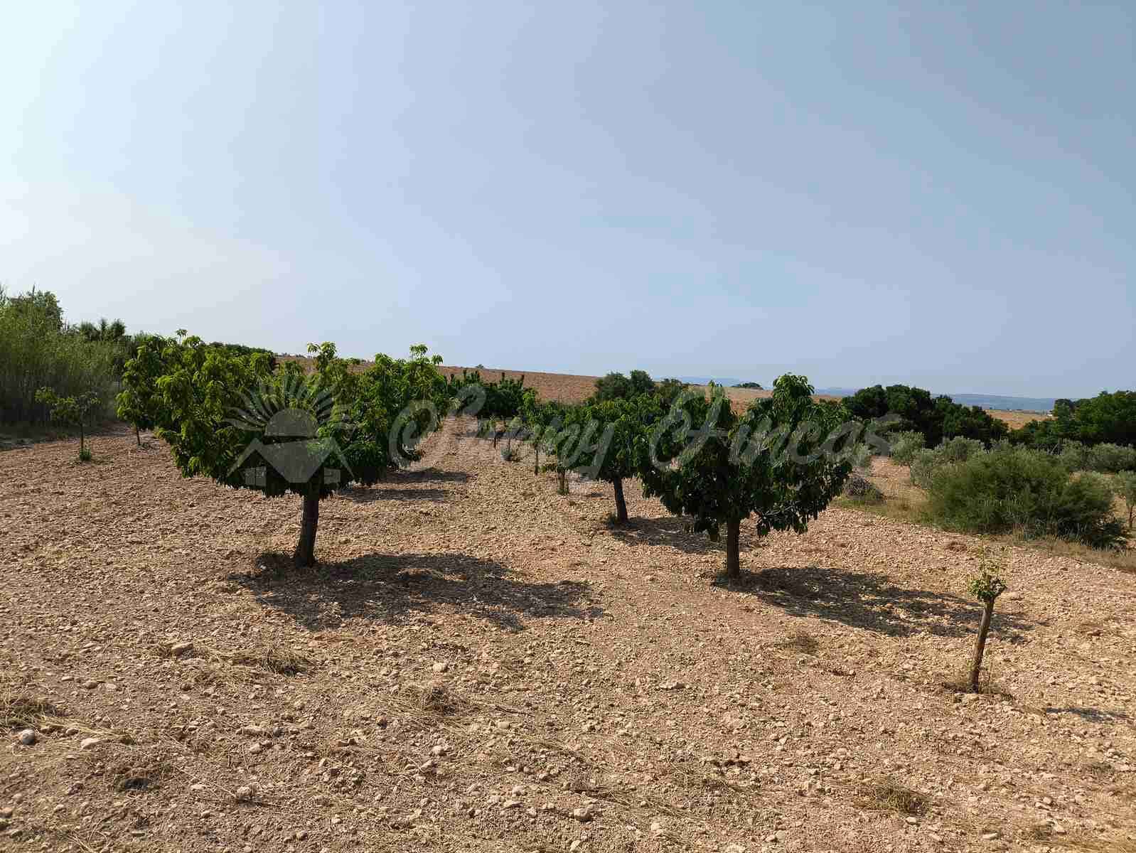 5 camera da letto Finca/Casa di Campagna in vendita in Almansa - 199.000 € (Rif: 9033288)