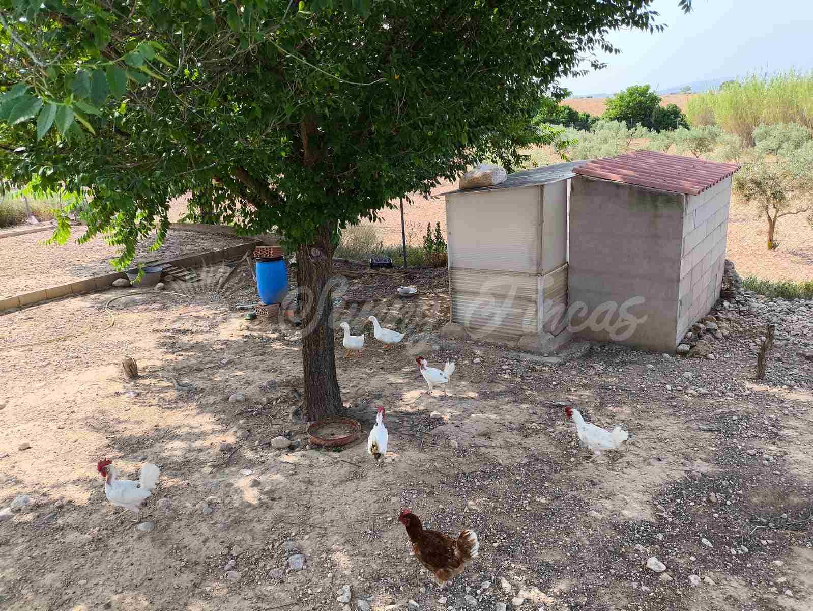 5 camera da letto Finca/Casa di Campagna in vendita in Almansa - 199.000 € (Rif: 9033288)