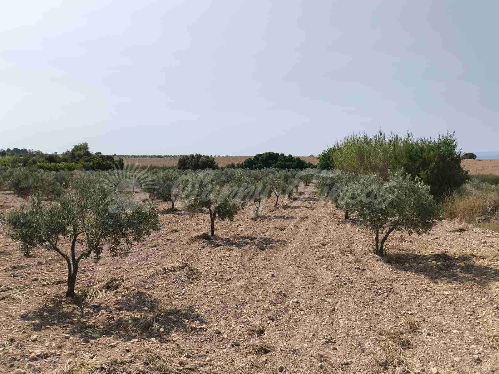 5 camera da letto Finca/Casa di Campagna in vendita in Almansa - 199.000 € (Rif: 9033288)