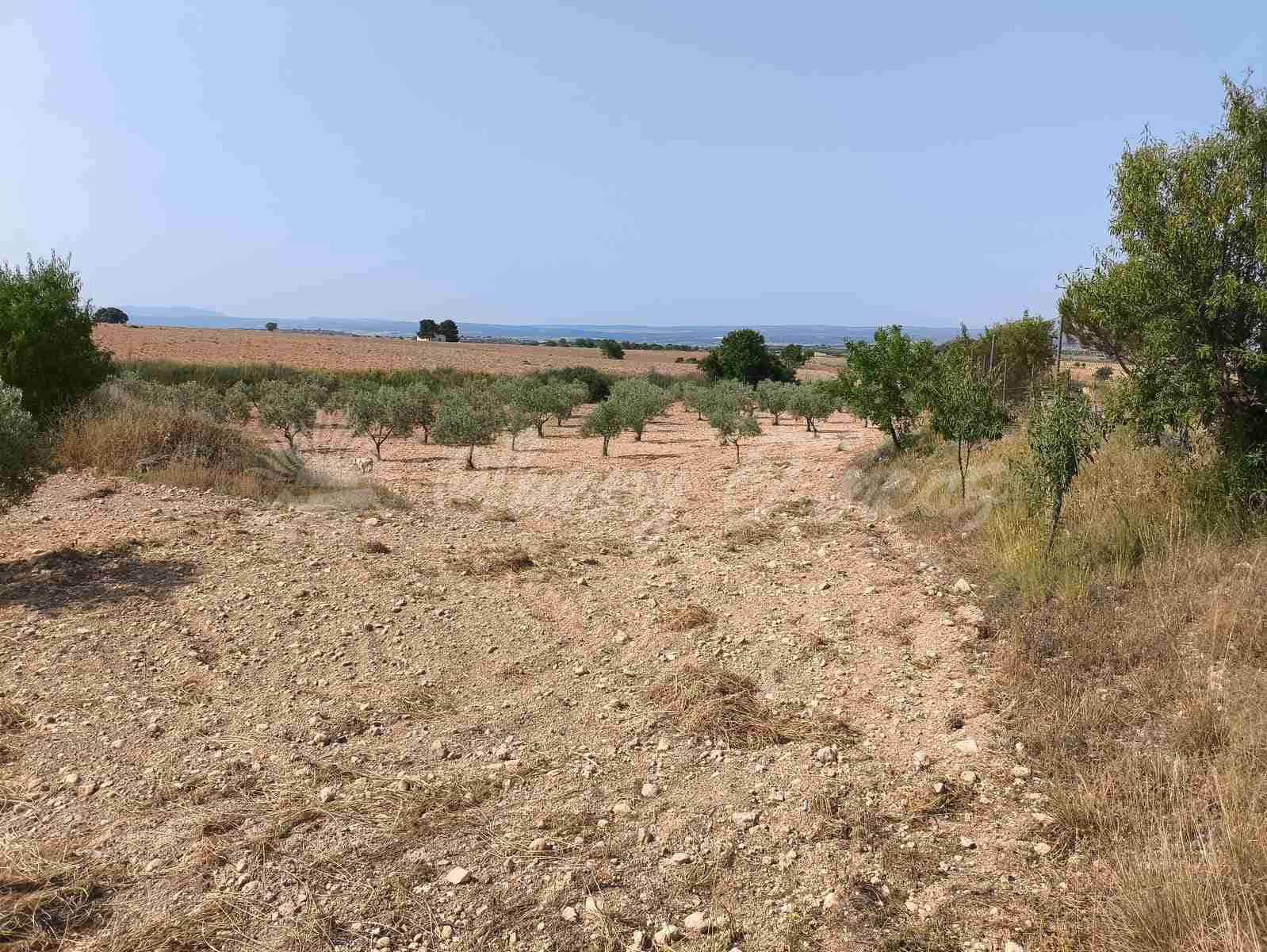 5 camera da letto Finca/Casa di Campagna in vendita in Almansa - 199.000 € (Rif: 9033288)