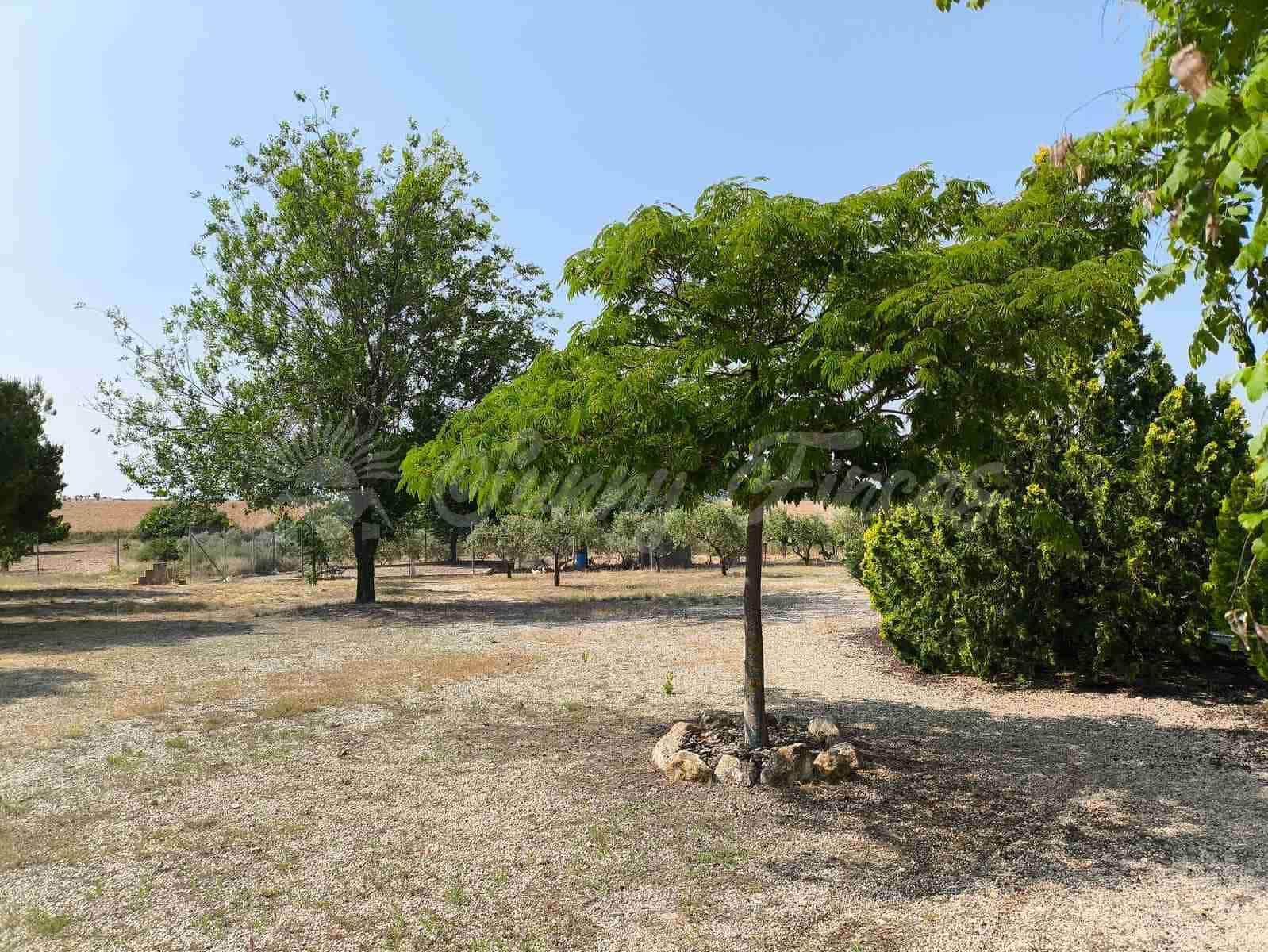 5 camera da letto Finca/Casa di Campagna in vendita in Almansa - 199.000 € (Rif: 9033288)