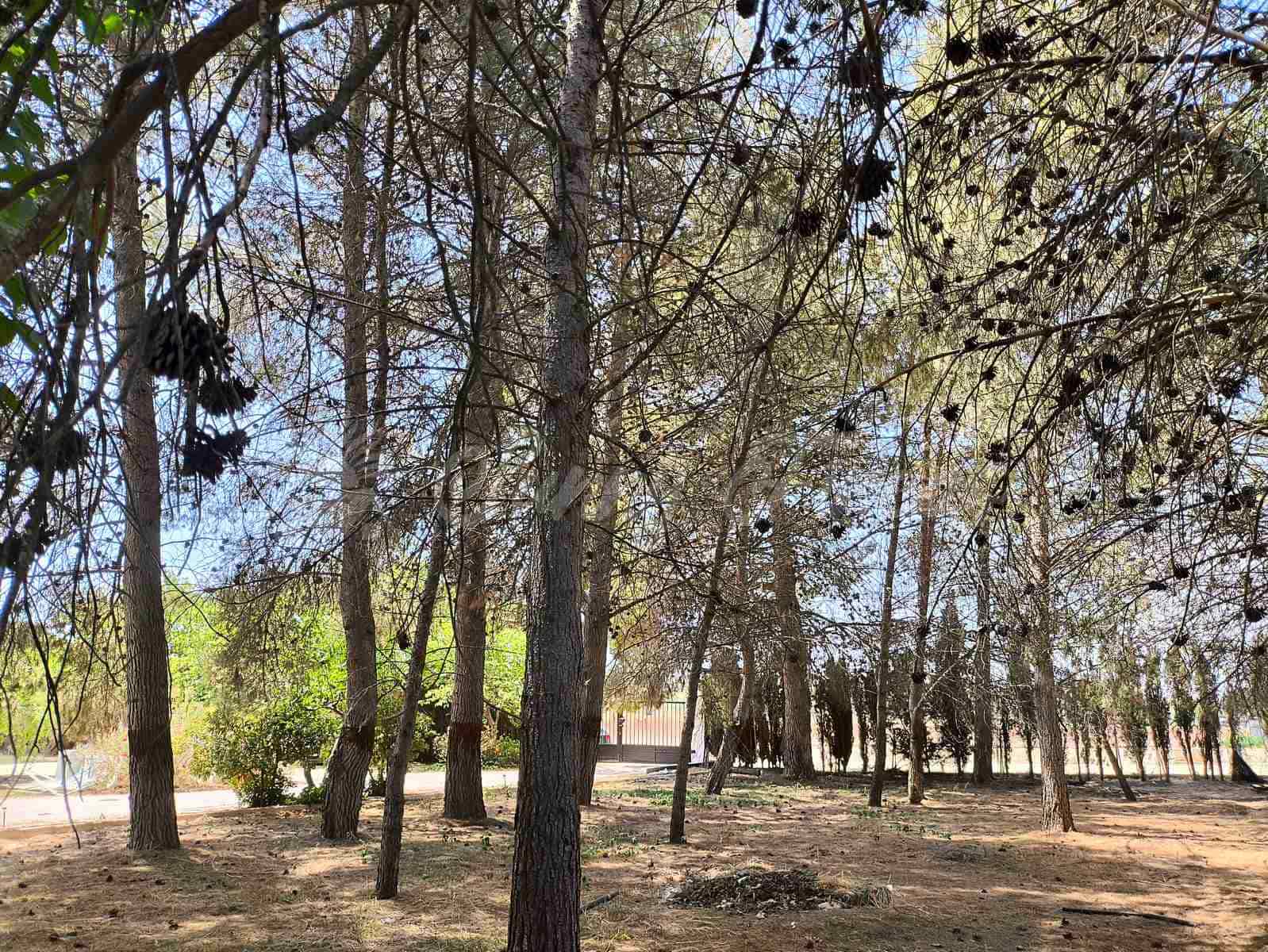 6 slaapkamer Finca/Landhuis te koop in Villena met zwembad garage - € 369.000 (Ref: 9092183)