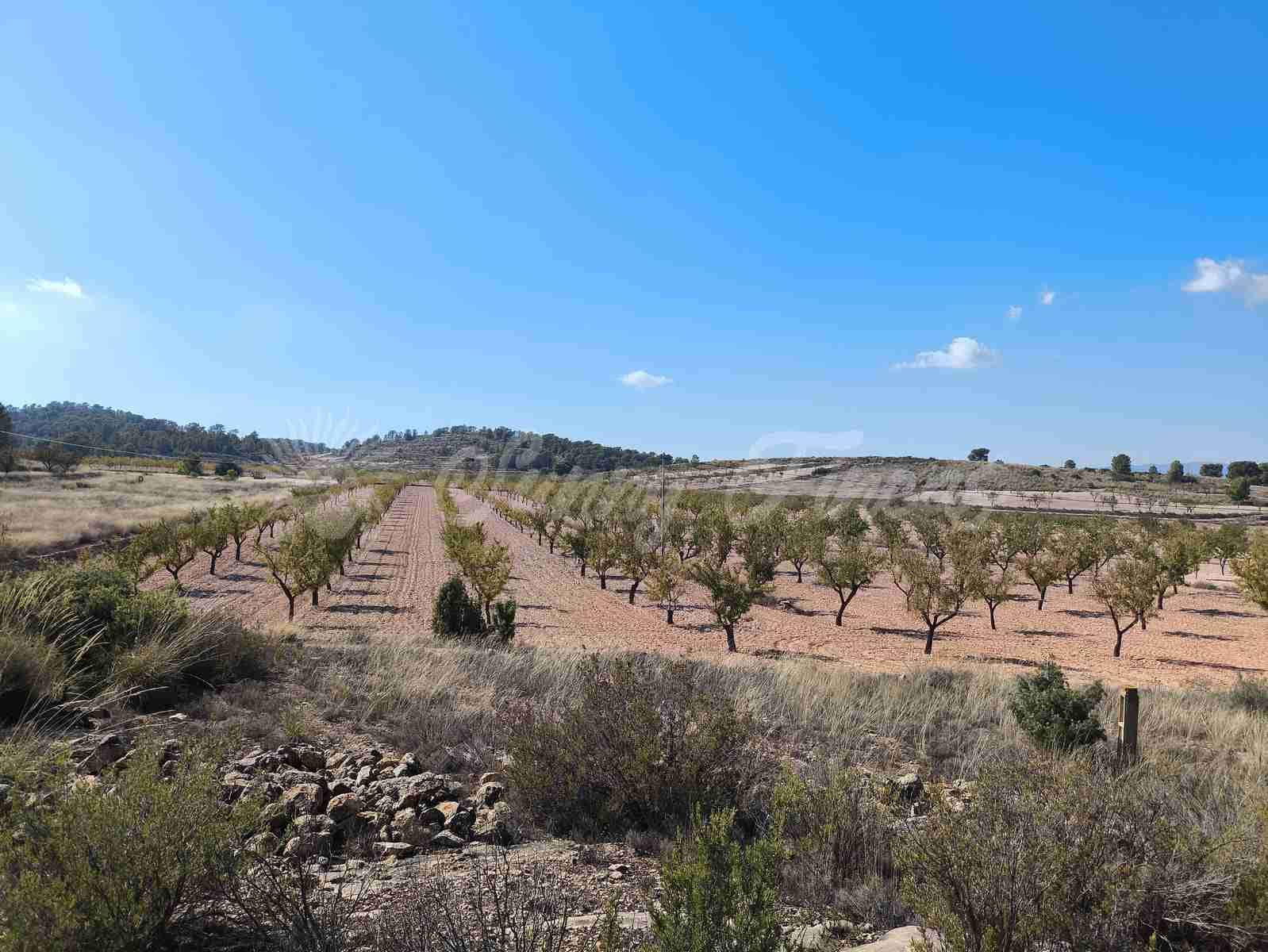 Grond te koop in Jumilla - € 29.900 (Ref: 9339234)