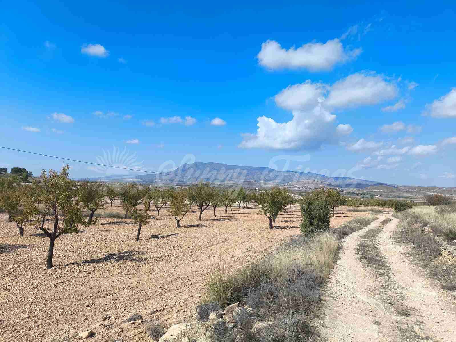 Grond te koop in Jumilla - € 29.900 (Ref: 9339234)