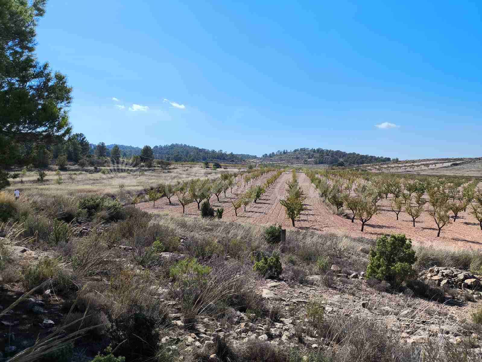 Grond te koop in Jumilla - € 29.900 (Ref: 9339234)