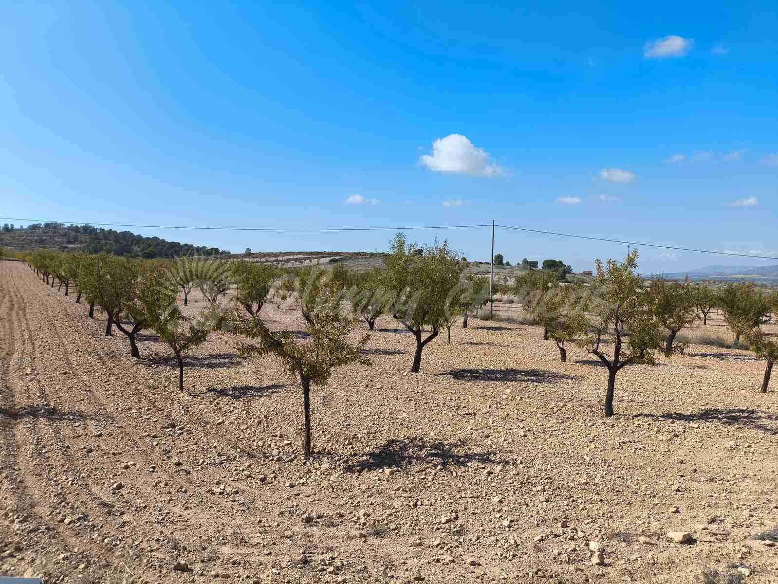 Grond te koop in Jumilla - € 29.900 (Ref: 9339234)