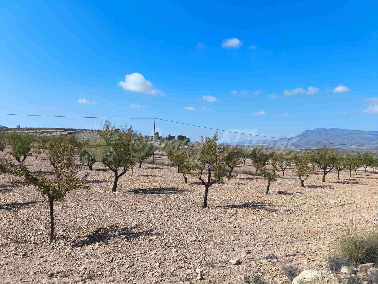 Grond te koop in Jumilla - € 29.900 (Ref: 9339234)