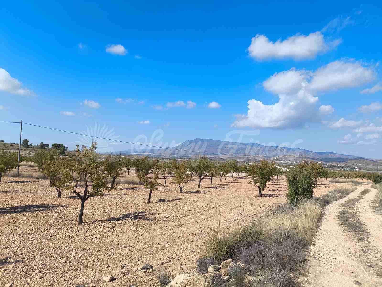 Grond te koop in Jumilla - € 29.900 (Ref: 9339234)