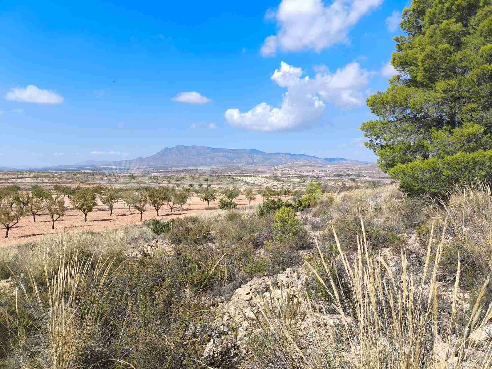 Grond te koop in Jumilla - € 29.900 (Ref: 9339234)