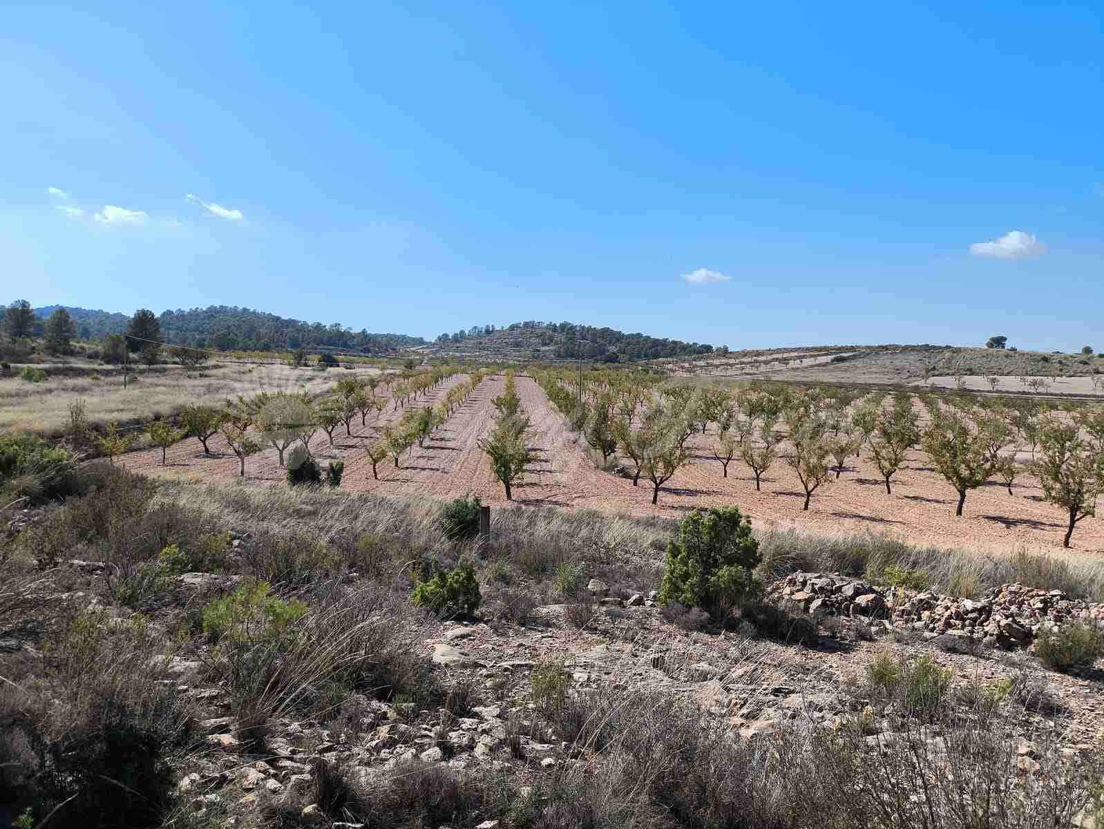 Grond te koop in Jumilla - € 29.900 (Ref: 9339234)