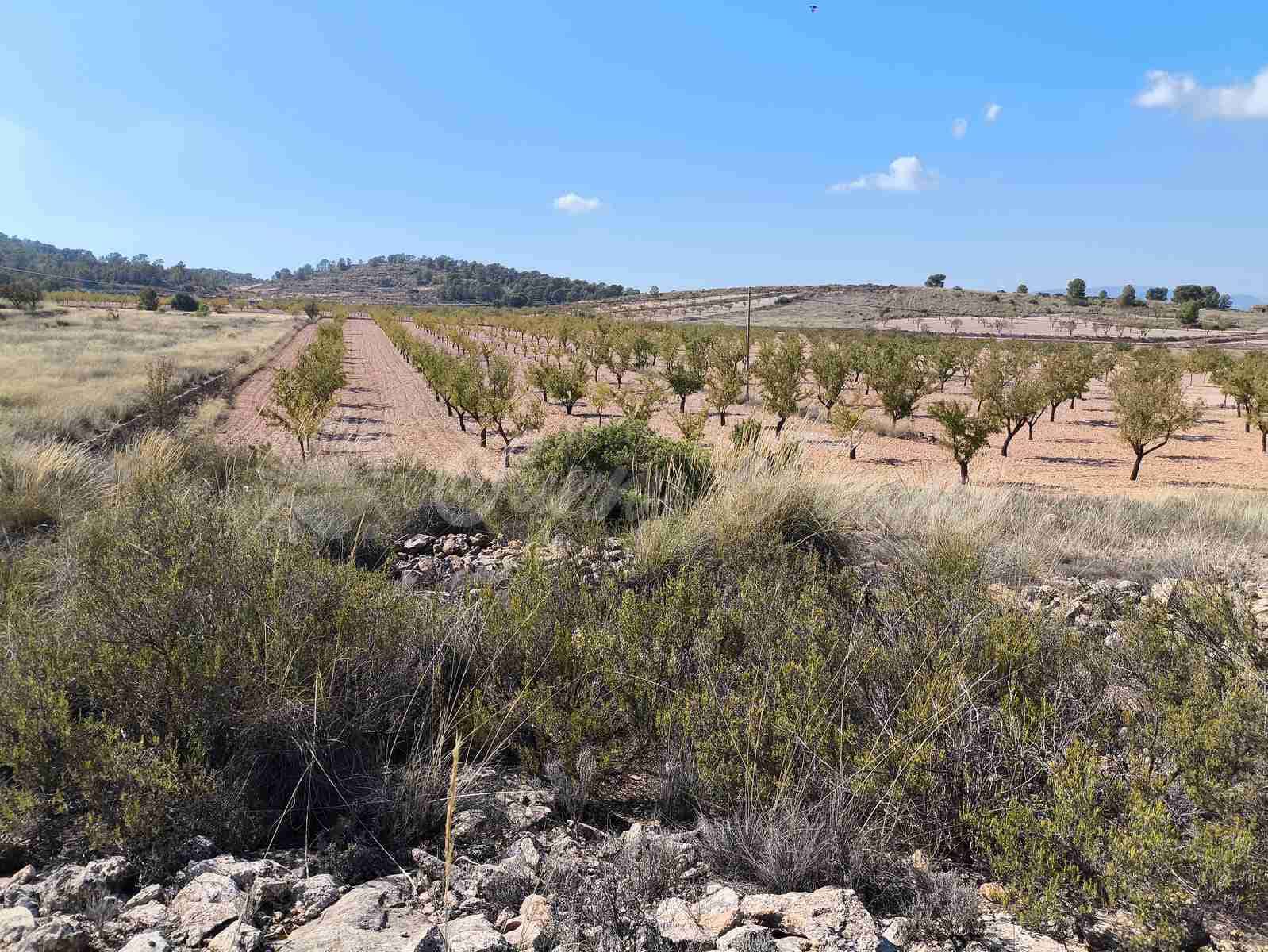 Grond te koop in Jumilla - € 29.900 (Ref: 9339234)