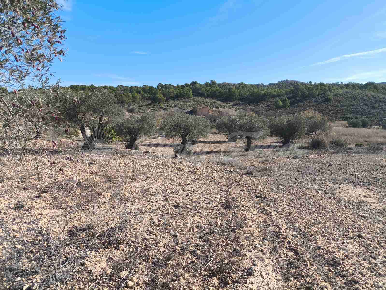 Ruin till salu i Yecla - 30 000 € (Ref: 9400028)