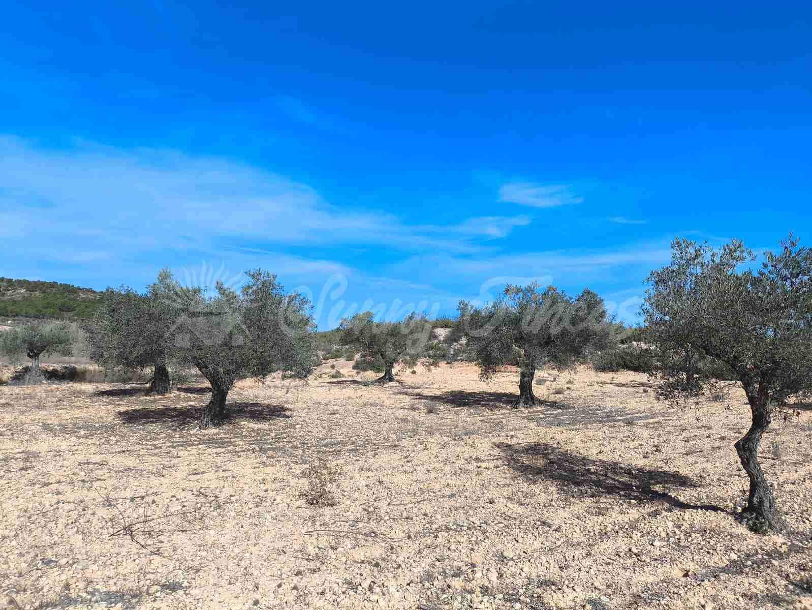 Ruin till salu i Yecla - 30 000 € (Ref: 9400028)