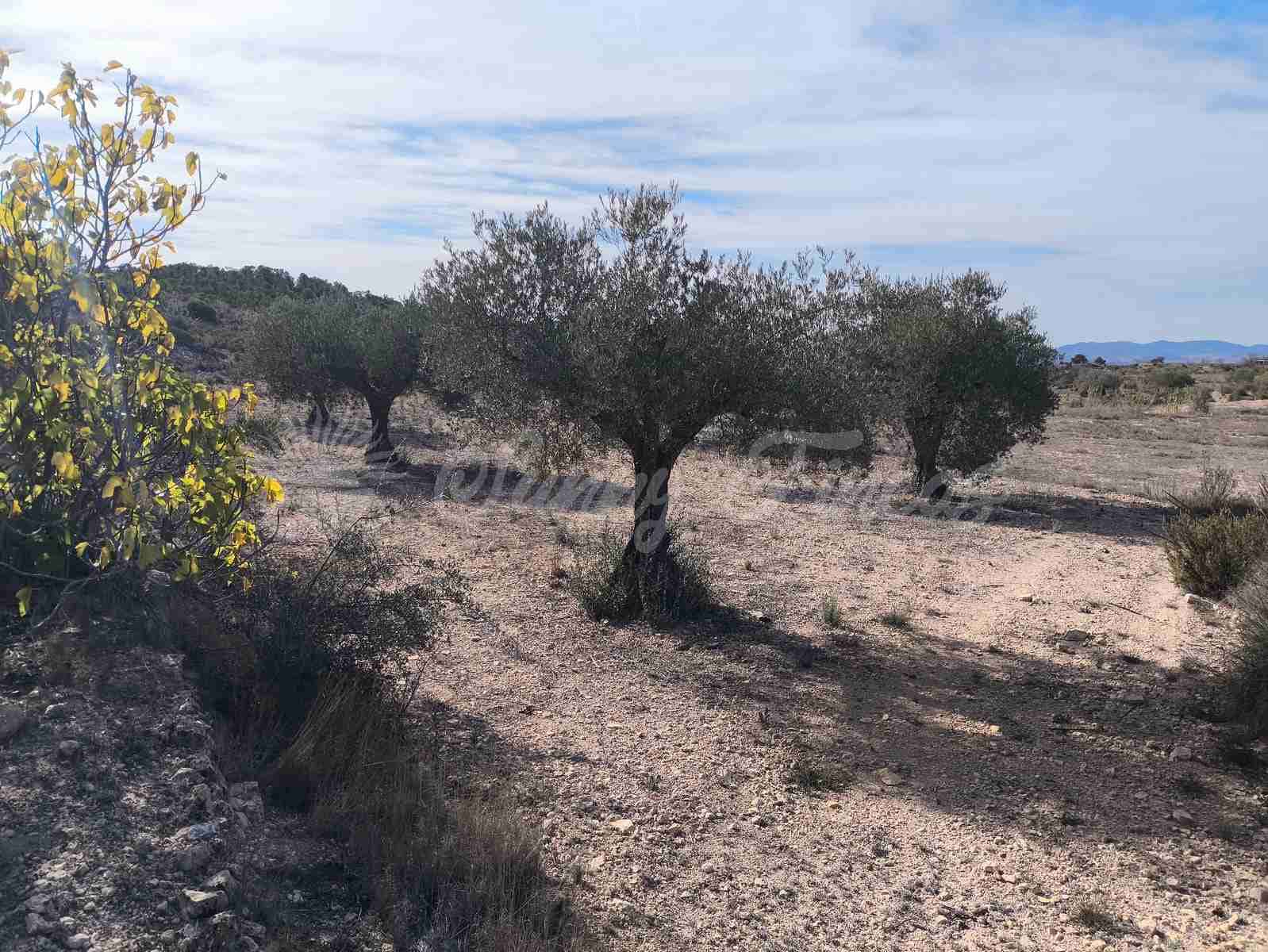 Ruin till salu i Yecla - 30 000 € (Ref: 9400028)