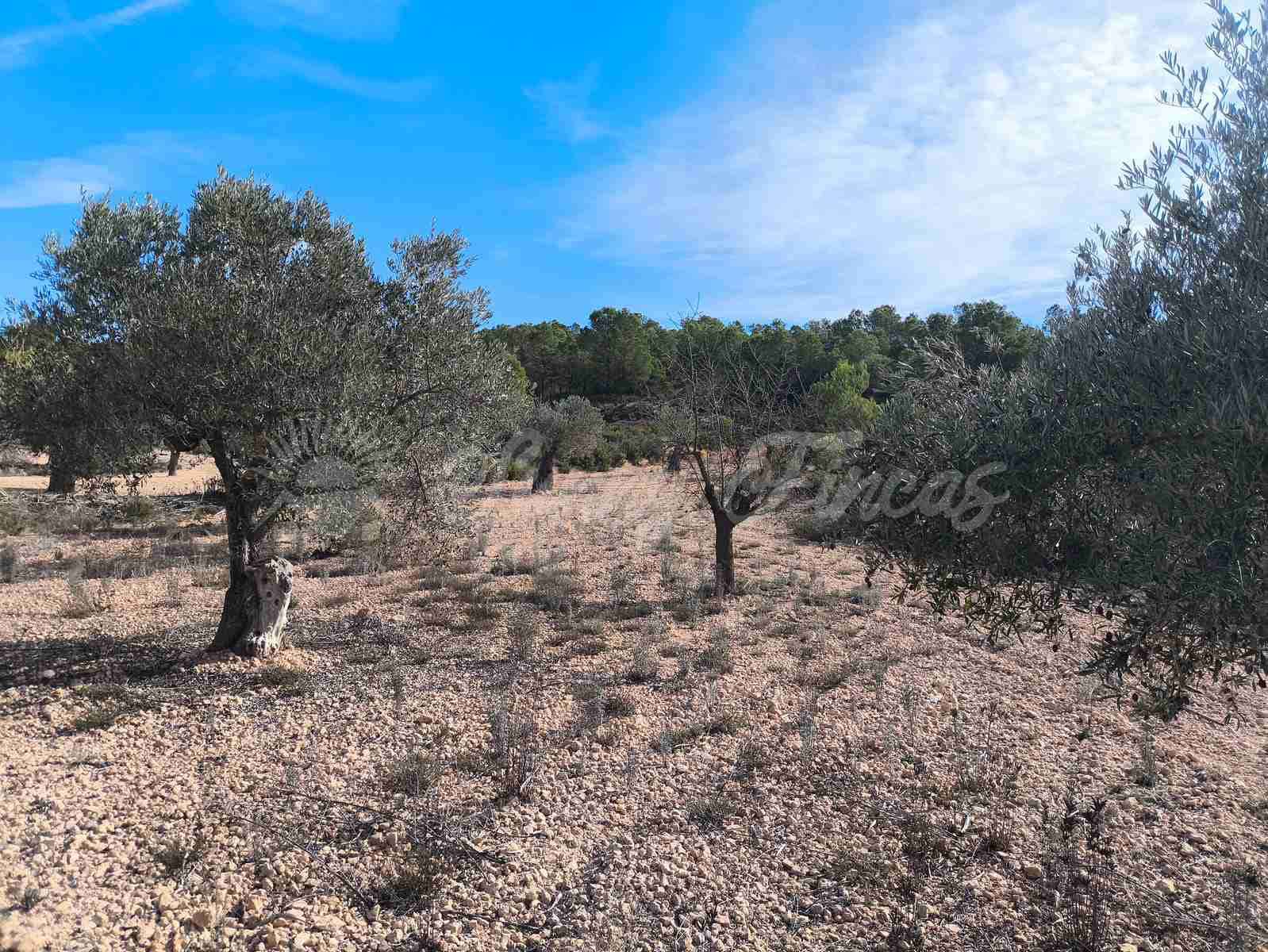 Ruin till salu i Yecla - 30 000 € (Ref: 9400028)