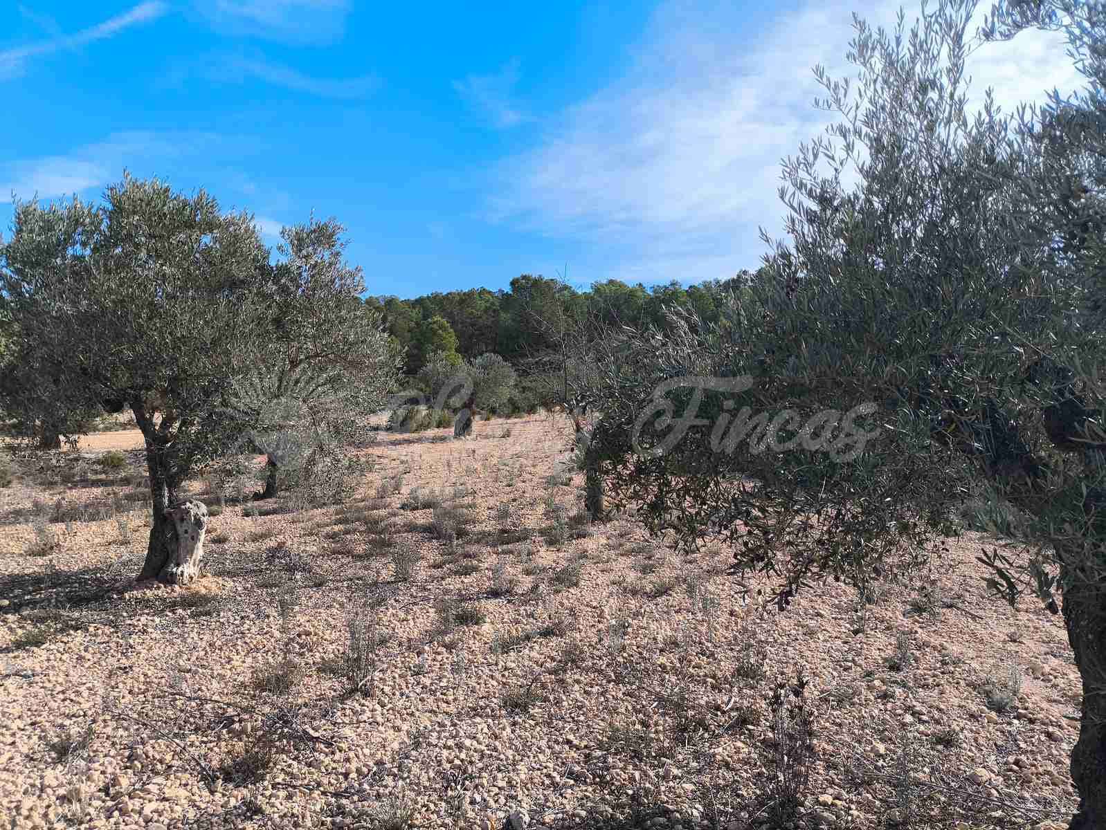 Ruin till salu i Yecla - 30 000 € (Ref: 9400028)