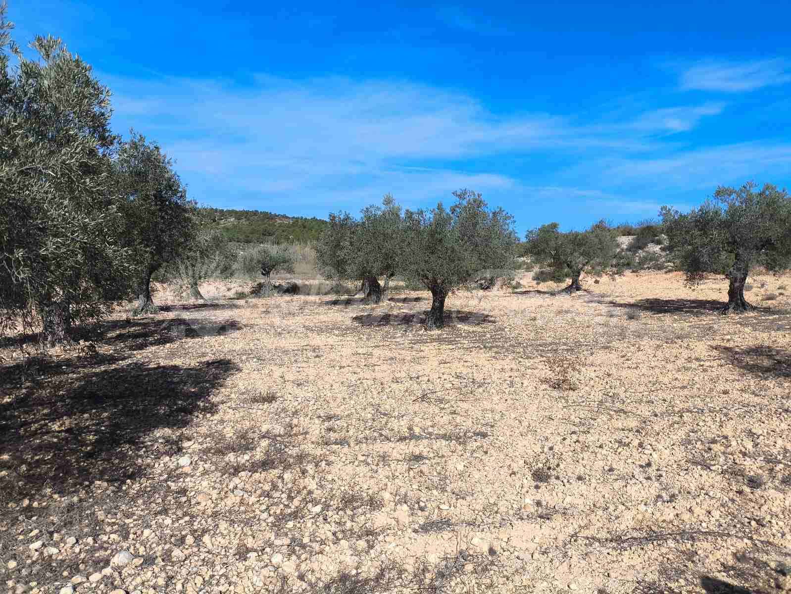 Ruin till salu i Yecla - 30 000 € (Ref: 9400028)