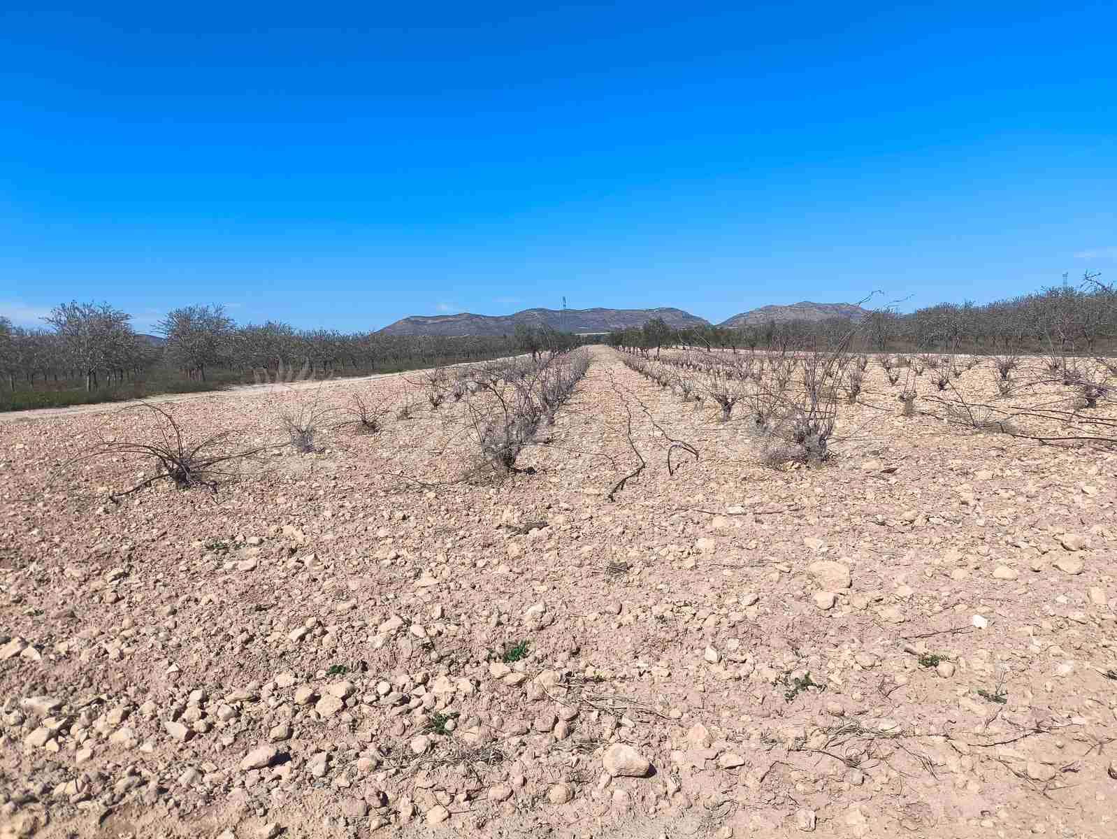 3 chambre Finca/Maison de Campagne à vendre à Villena avec piscine garage - 159 000 € (Ref: 9650599)