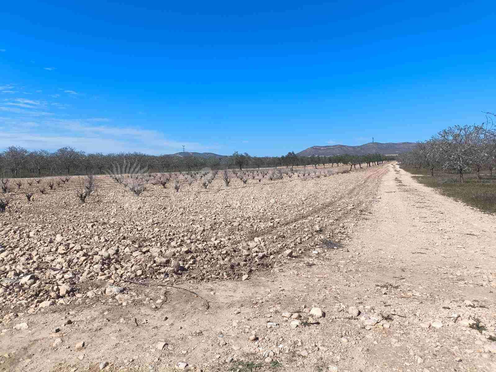 3 chambre Finca/Maison de Campagne à vendre à Villena avec piscine garage - 159 000 € (Ref: 9650599)