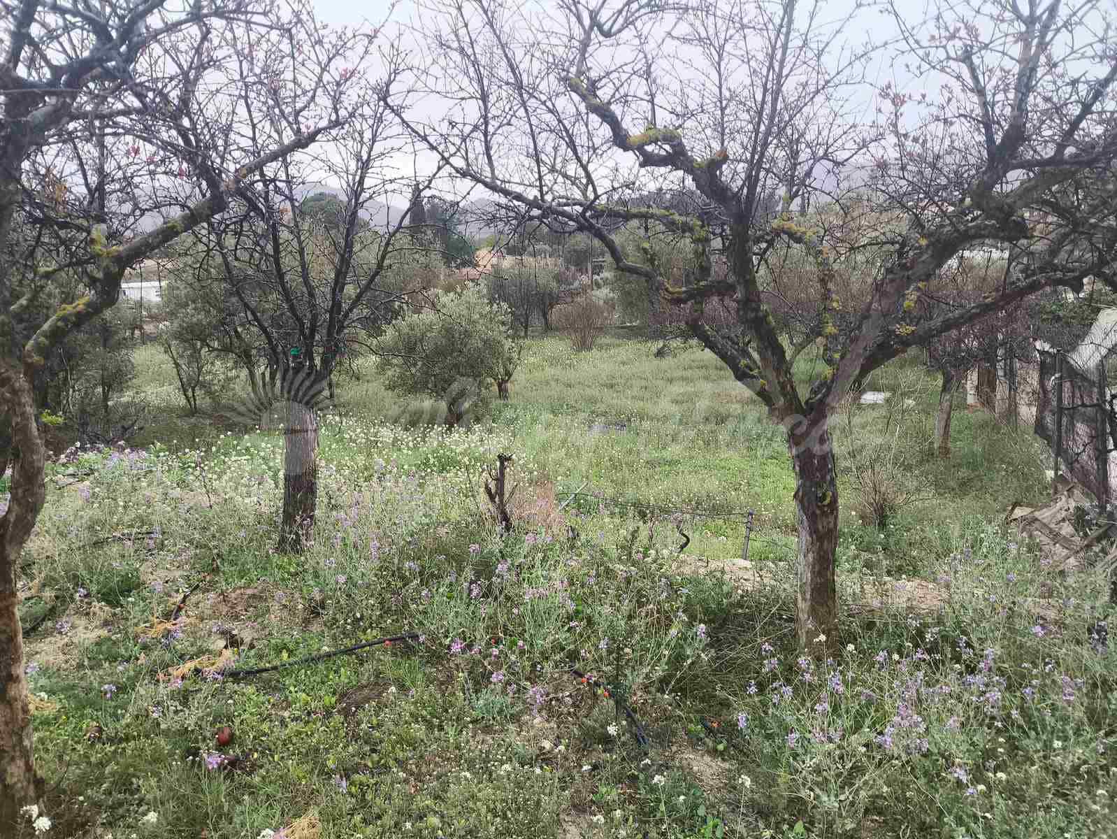 3 chambre Finca/Maison de Campagne à vendre à Monovar / Monover avec piscine garage - 75 000 € (Ref: 9678139)