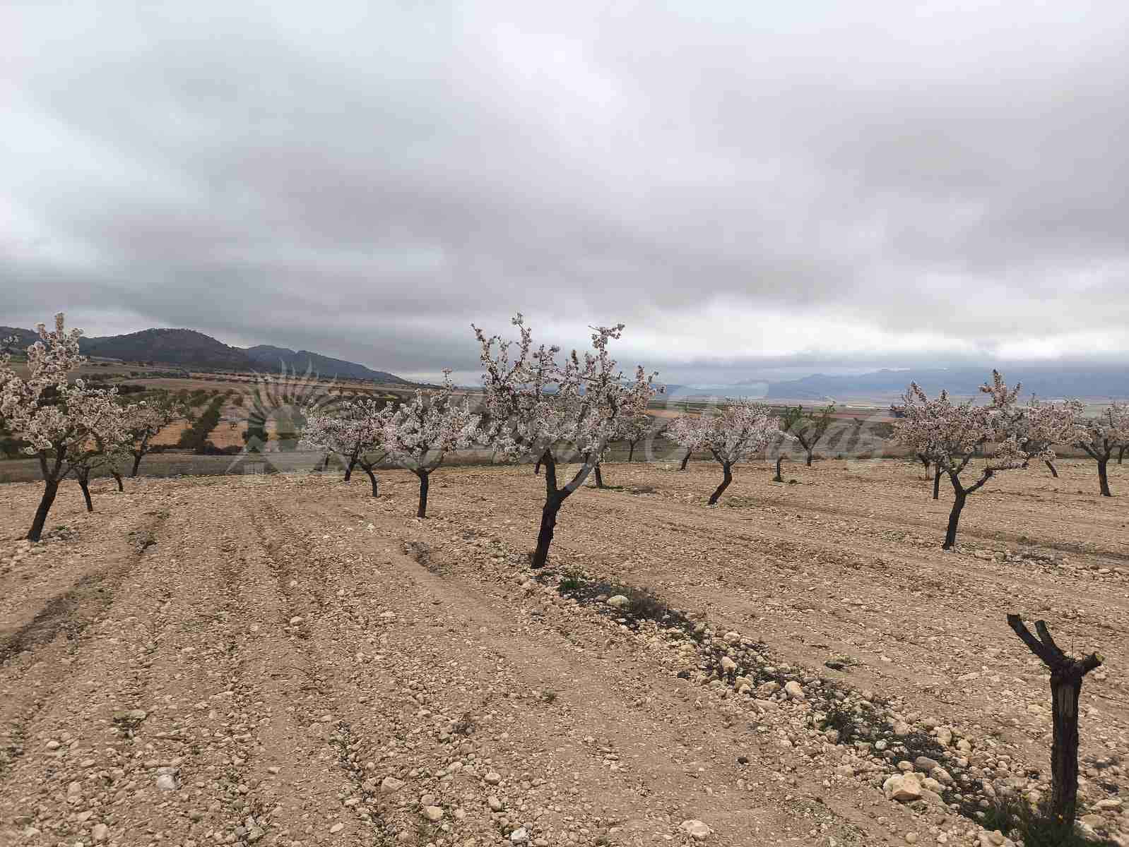 Building Plot for sale in Yecla - € 45,000 (Ref: 9720926)