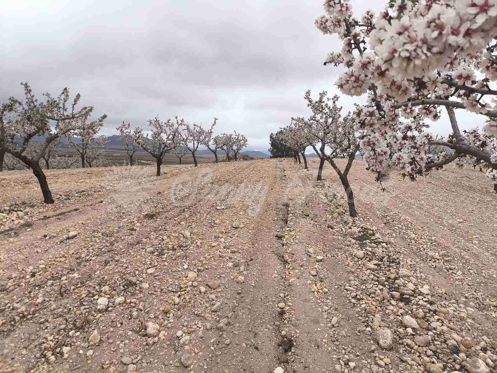 Building Plot for sale in Yecla - € 45,000 (Ref: 9720926)