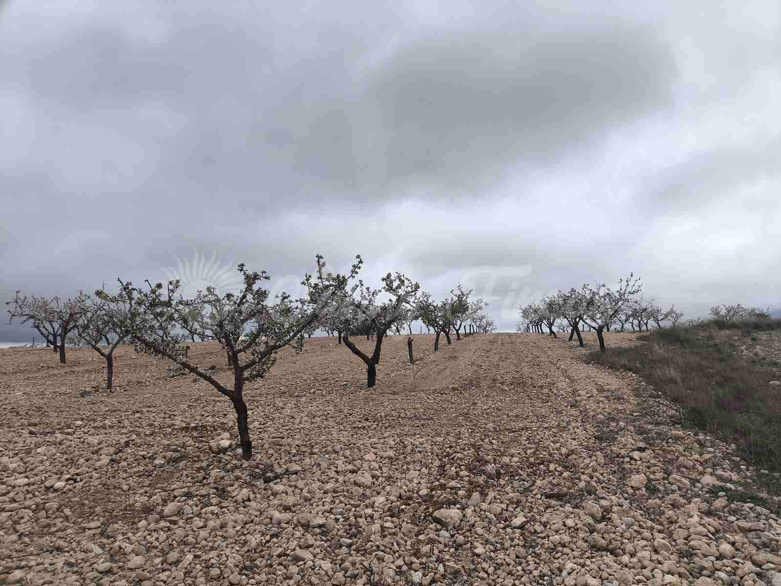 Building Plot for sale in Yecla - € 45,000 (Ref: 9720926)