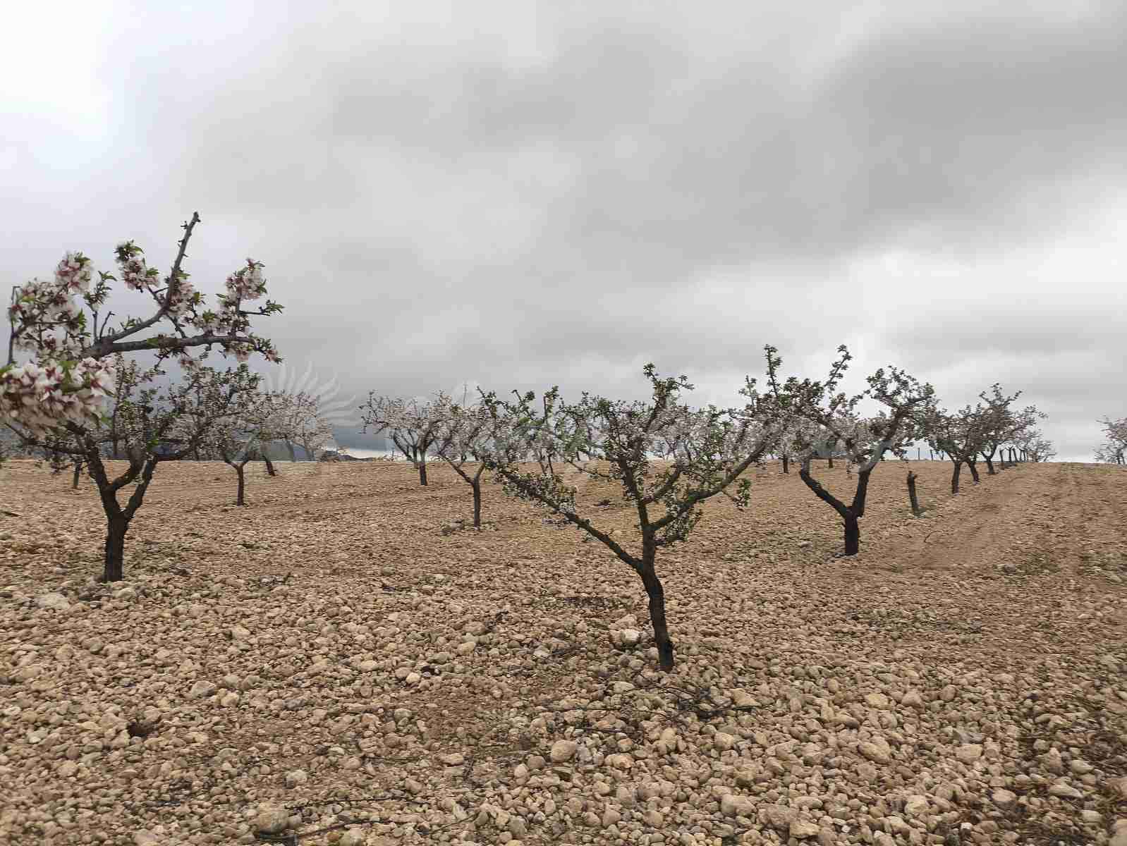 Building Plot for sale in Yecla - € 45,000 (Ref: 9720926)