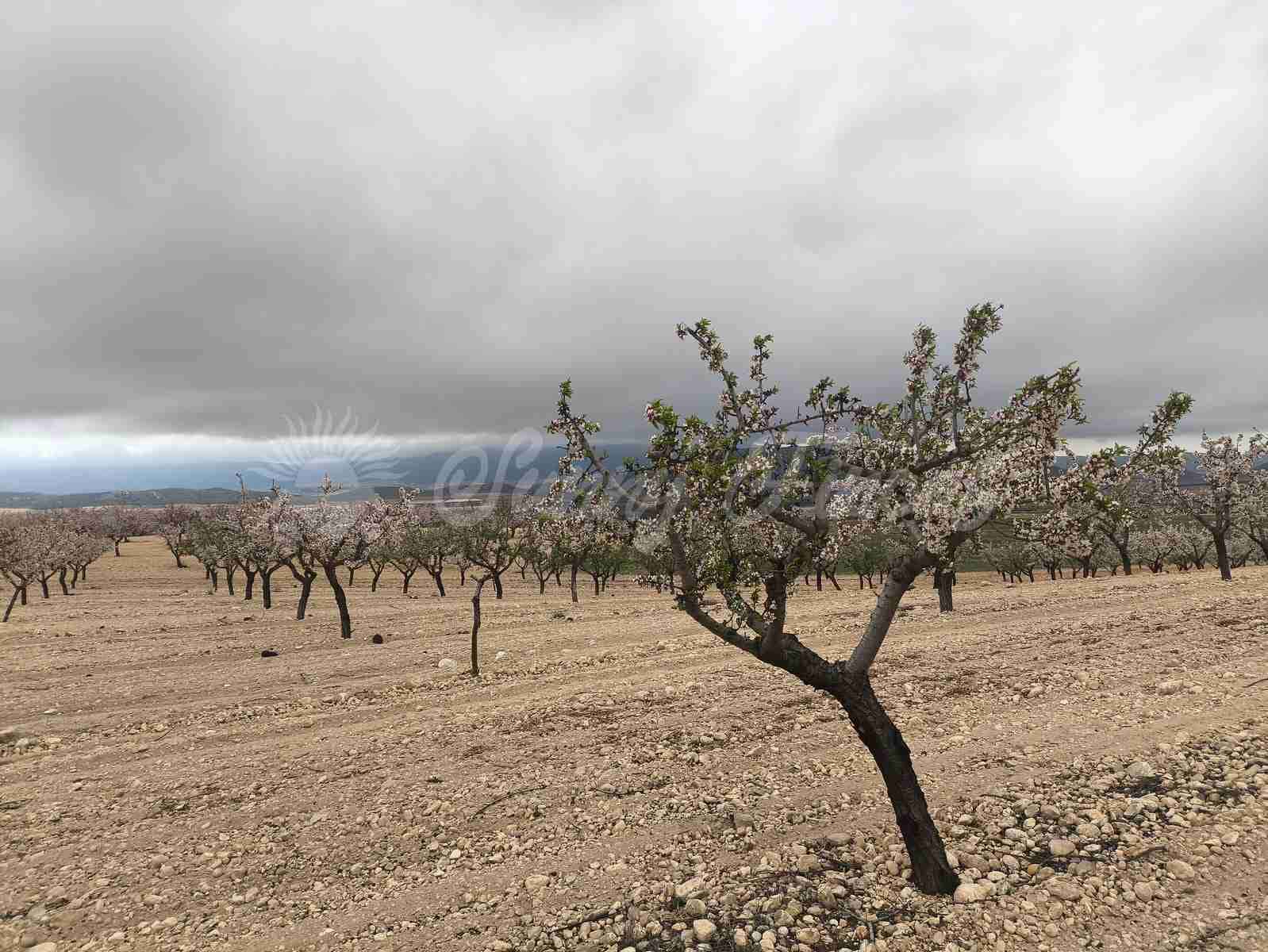 Building Plot for sale in Yecla - € 45,000 (Ref: 9720926)