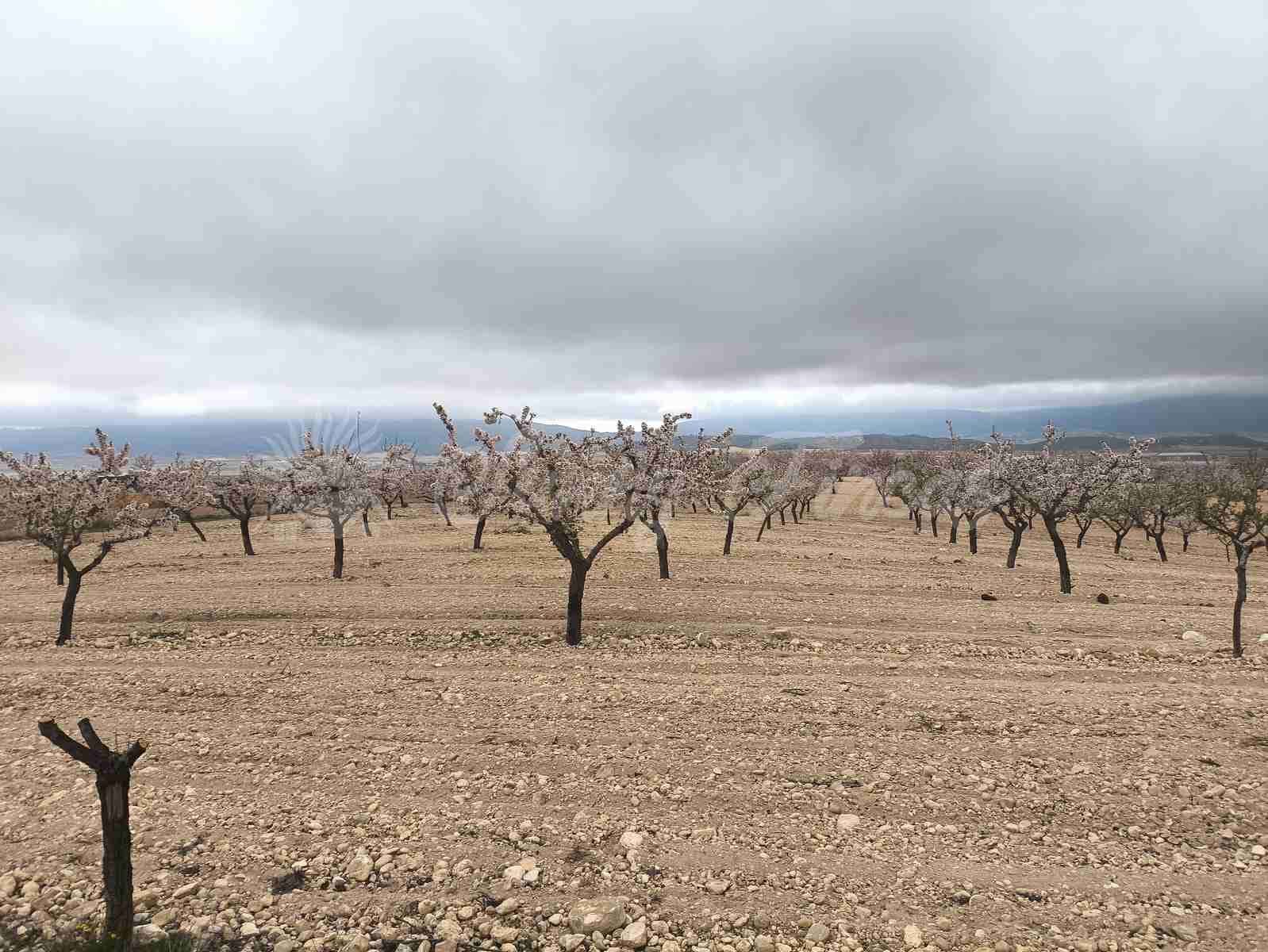 Building Plot for sale in Yecla - € 45,000 (Ref: 9720926)