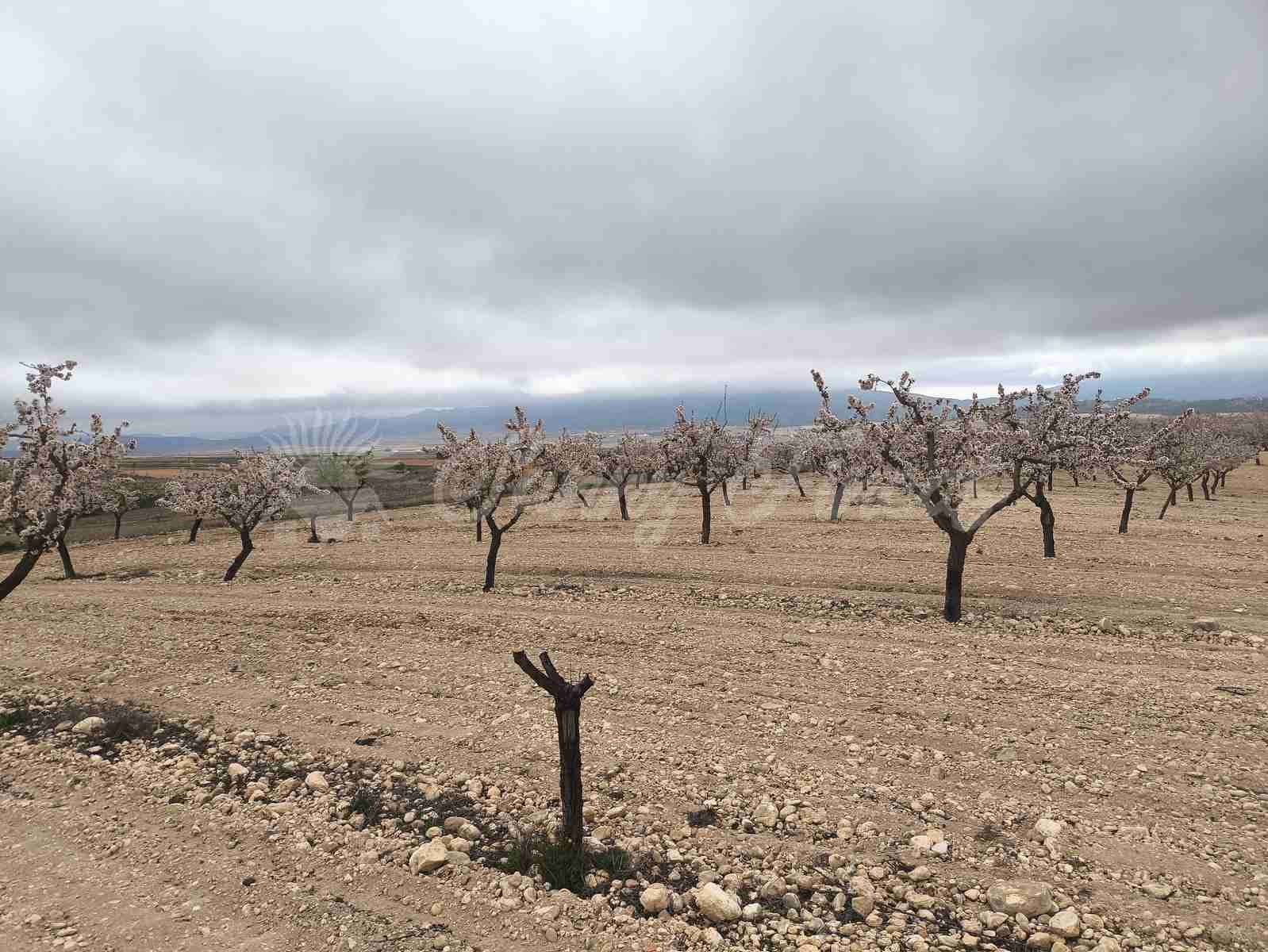 Building Plot for sale in Yecla - € 45,000 (Ref: 9720926)