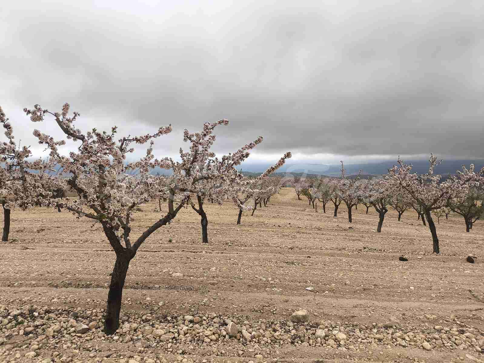 Building Plot for sale in Yecla - € 45,000 (Ref: 9720926)