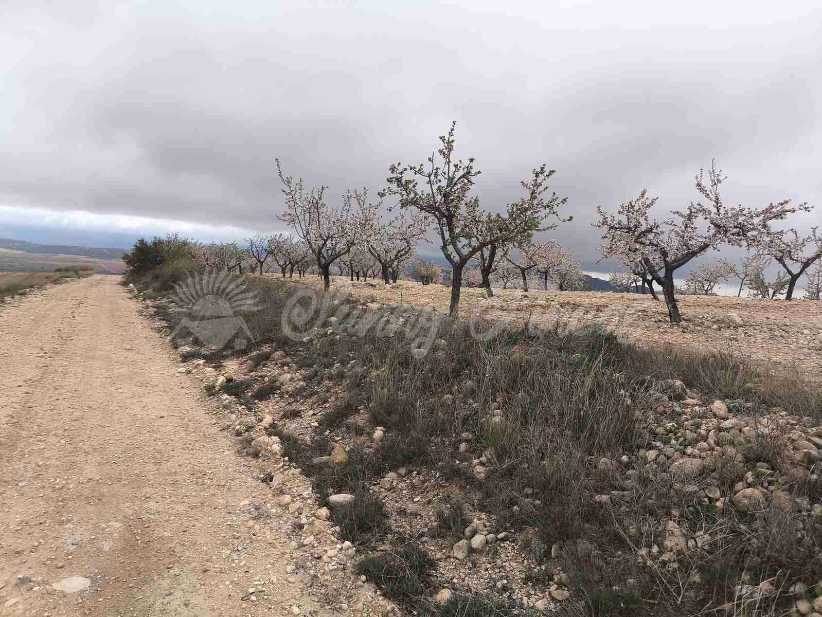 Building Plot for sale in Yecla - € 45,000 (Ref: 9720926)