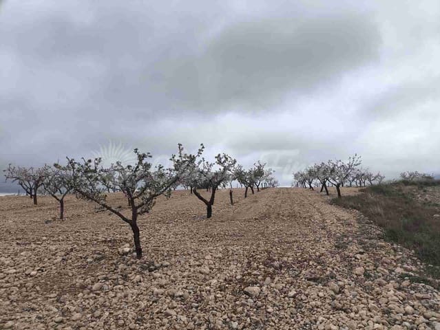 Działka budowlana na sprzedaż w Yecla - 45 000 € (Ref: 9720926)