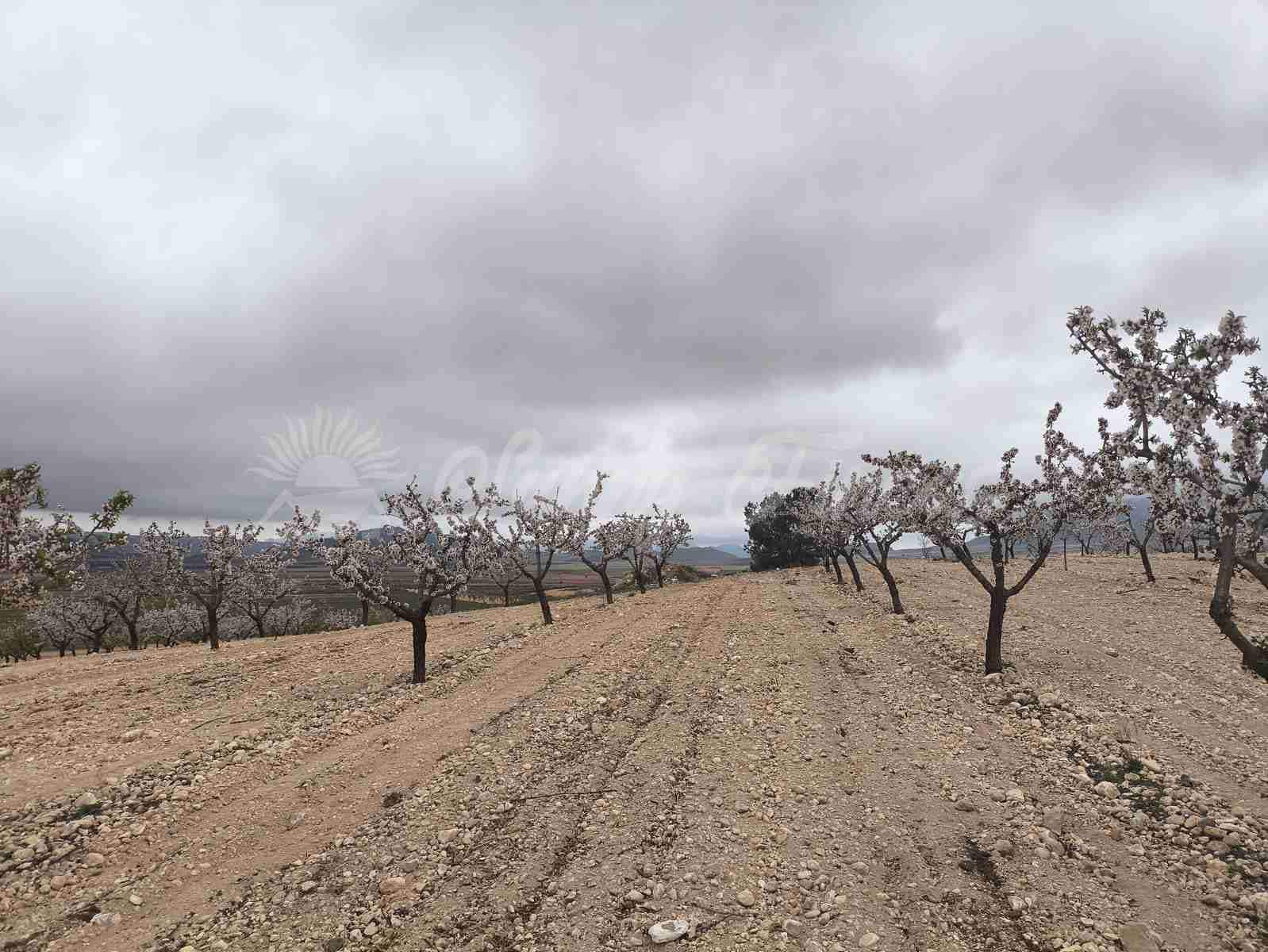 Building Plot for sale in Yecla - € 45,000 (Ref: 9720926)