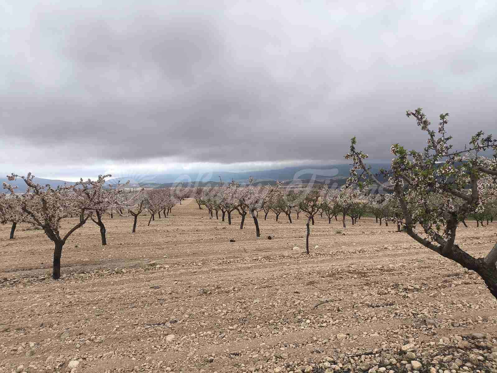 Building Plot for sale in Yecla - € 45,000 (Ref: 9720926)