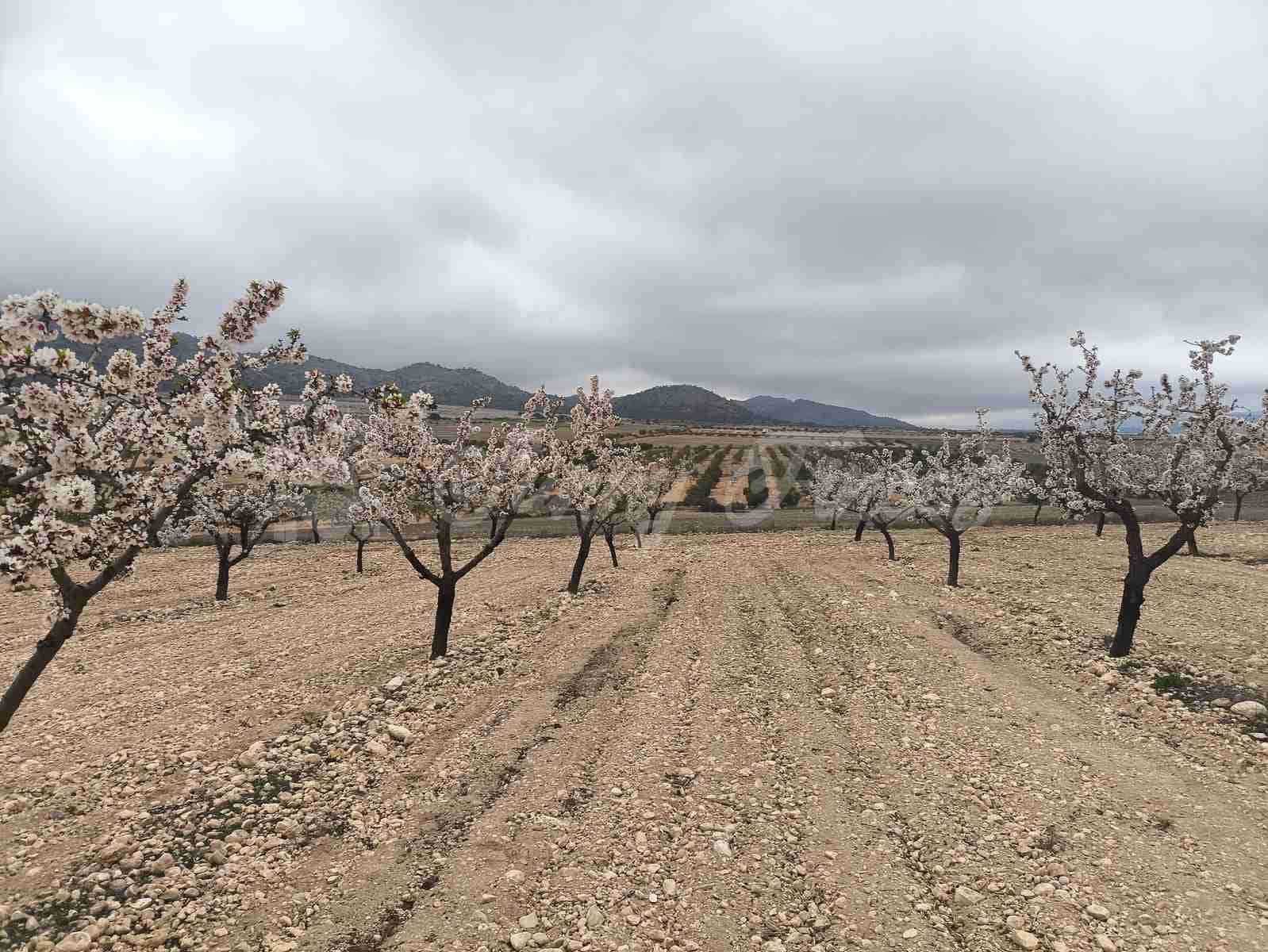 Building Plot for sale in Yecla - € 45,000 (Ref: 9720926)