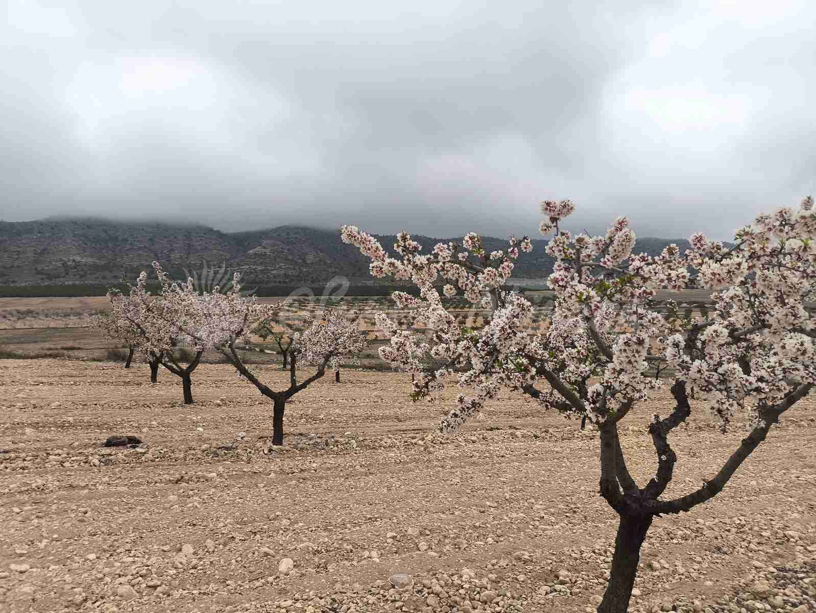 Building Plot for sale in Yecla - € 45,000 (Ref: 9720926)