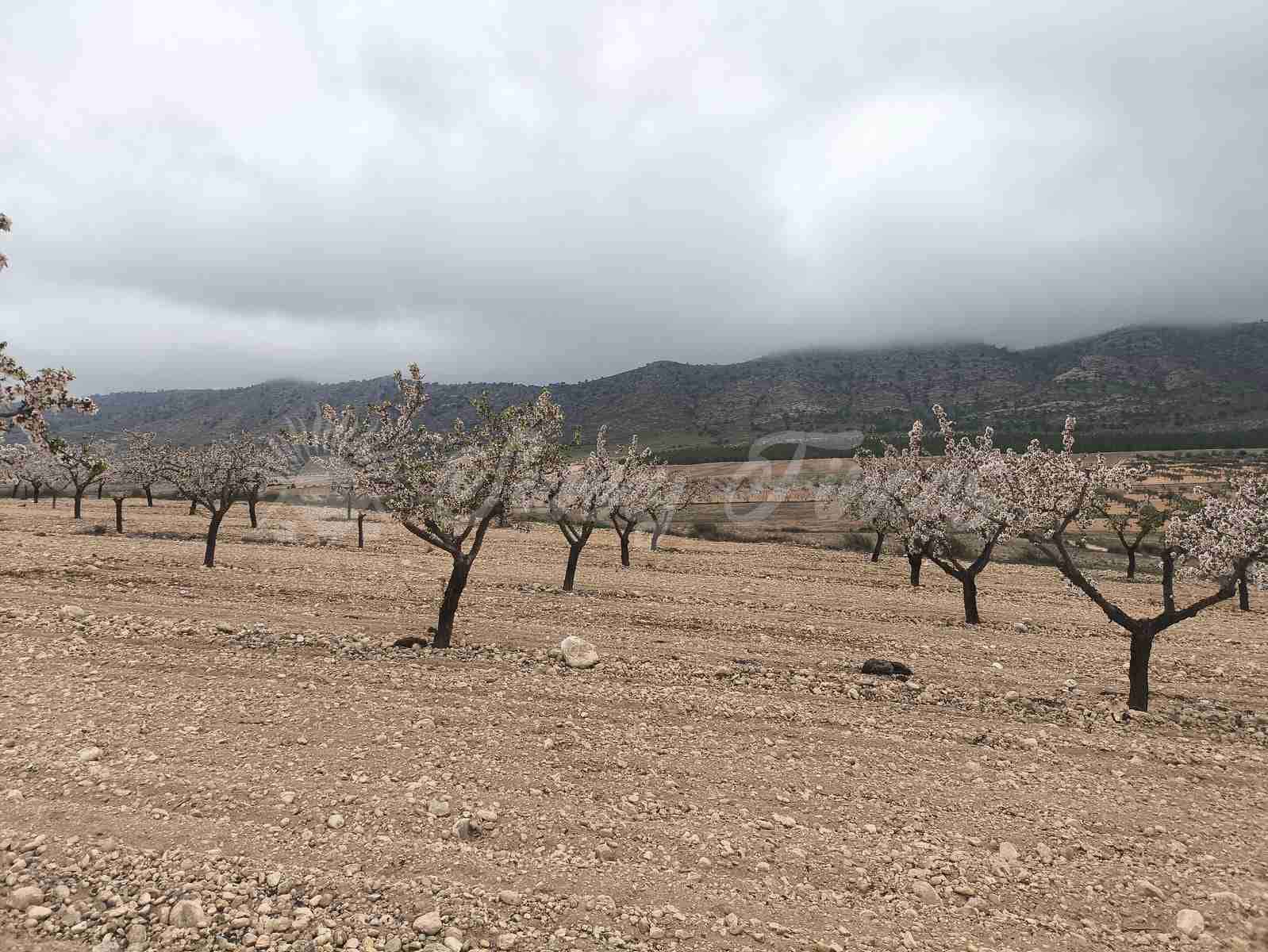 Building Plot for sale in Yecla - € 45,000 (Ref: 9720926)