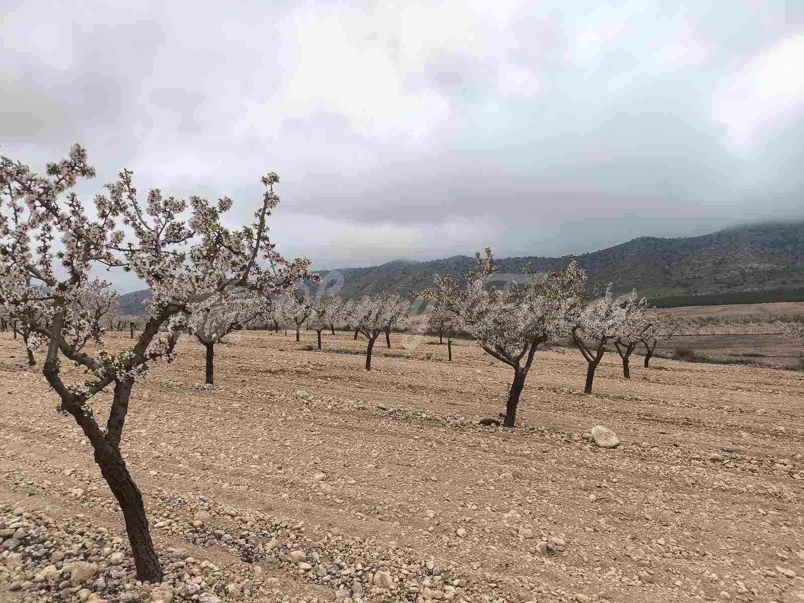 Building Plot for sale in Yecla - € 45,000 (Ref: 9720926)