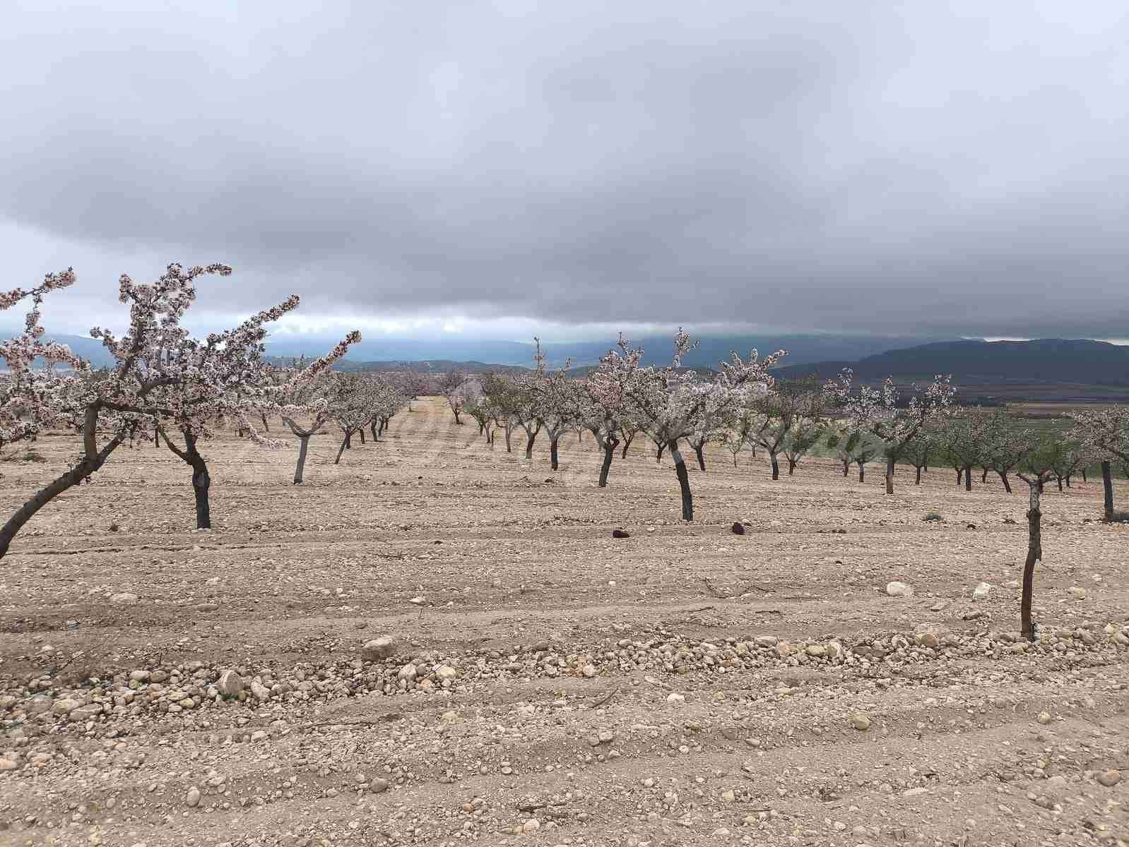 Building Plot for sale in Yecla - € 45,000 (Ref: 9720926)