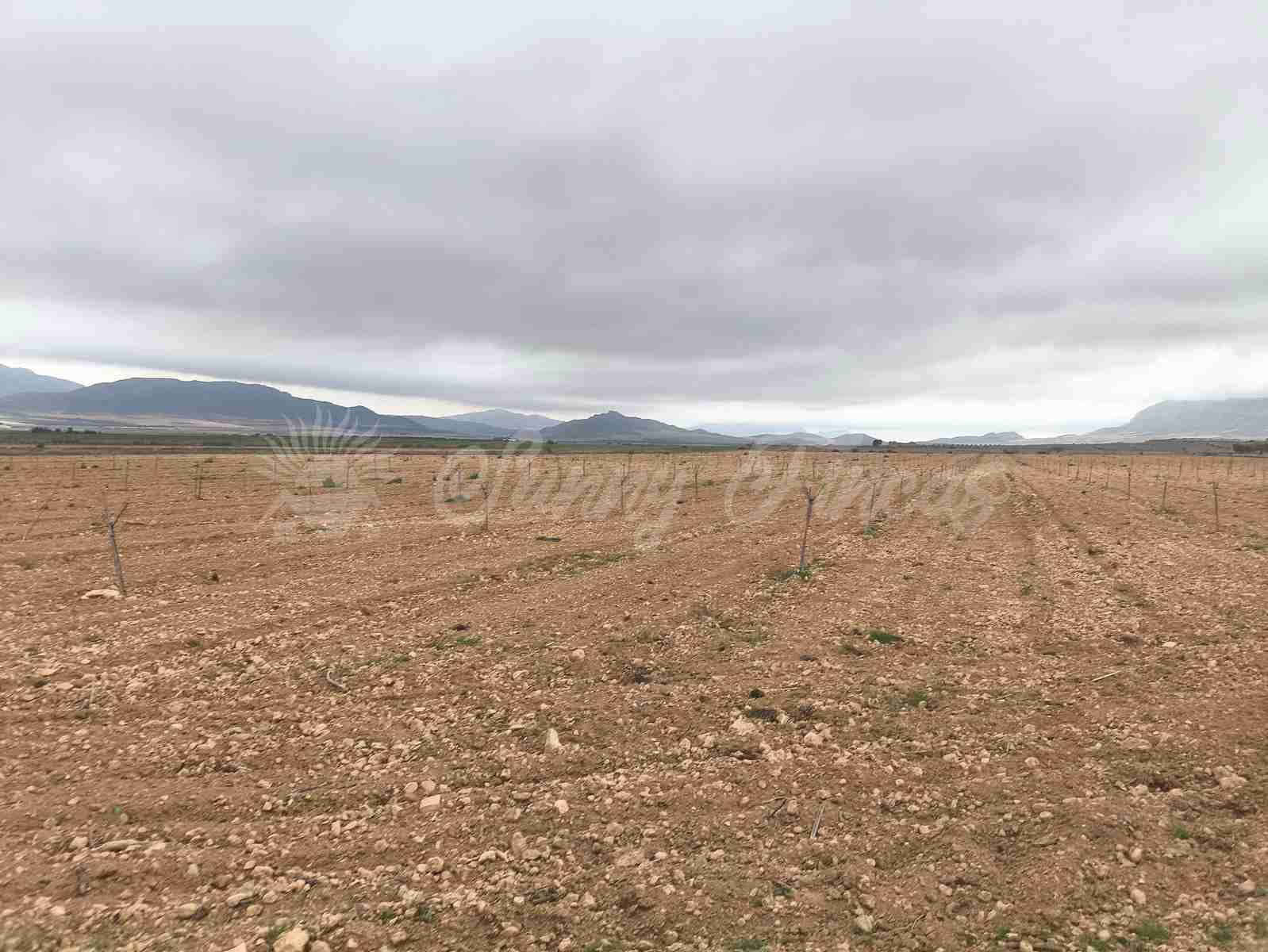 Building Plot for sale in Yecla - € 47,000 (Ref: 9720931)