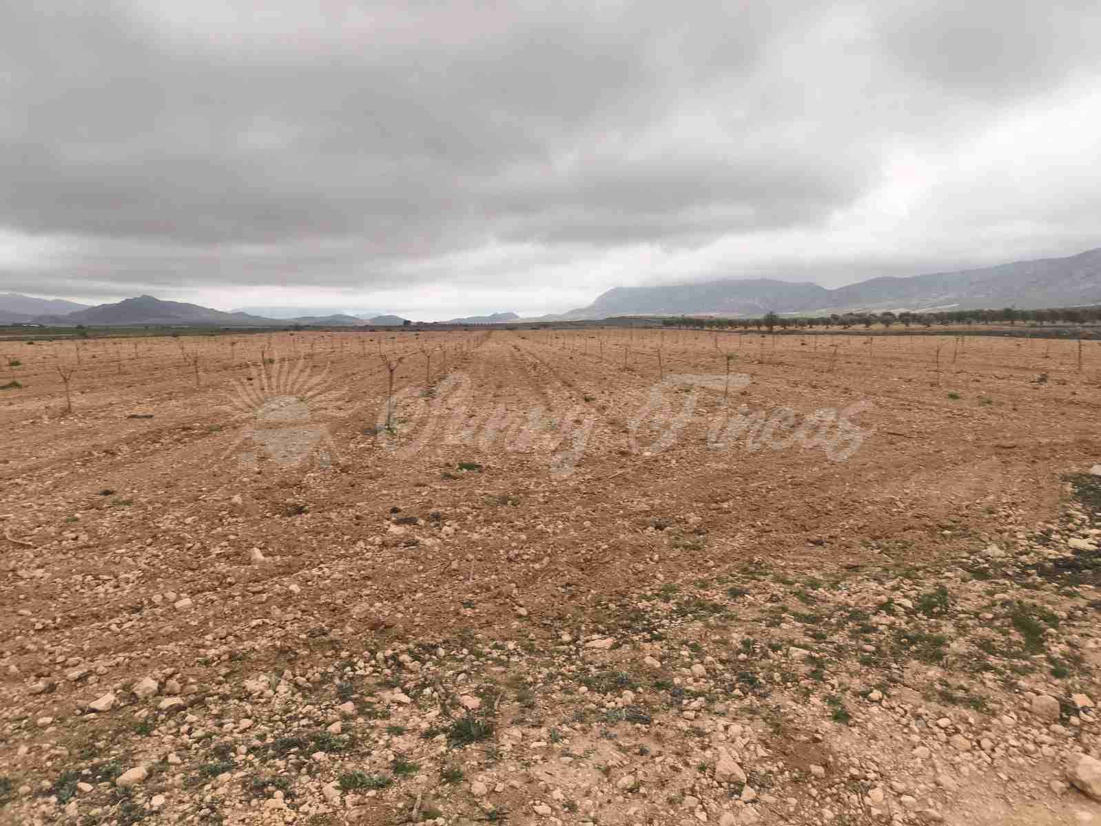 Building Plot for sale in Yecla - € 47,000 (Ref: 9720931)