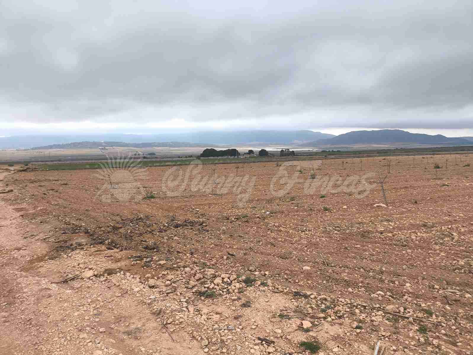 Building Plot for sale in Yecla - € 47,000 (Ref: 9720931)