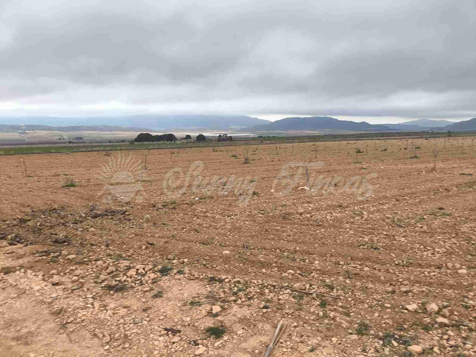 Building Plot for sale in Yecla - € 47,000 (Ref: 9720931)