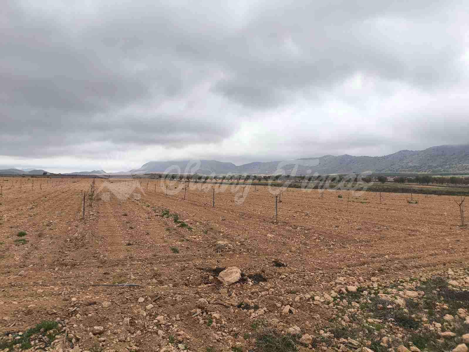 Building Plot for sale in Yecla - € 47,000 (Ref: 9720931)